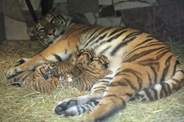 Siberian Tiger (Panthera tigris), female with cubs