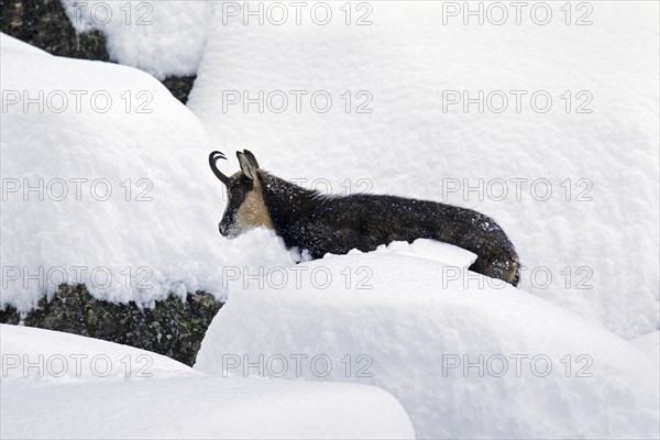 Chamois (Rupicapra rupicapra) foraging in deep powder snow in winter, Gran Paradiso National Park, Italian Alps, Italy, Europe