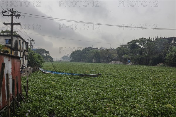 Aquatic plants on a channel of the Buriganga River, Tel Ghat, Dhaka, Bangladesh, Asia