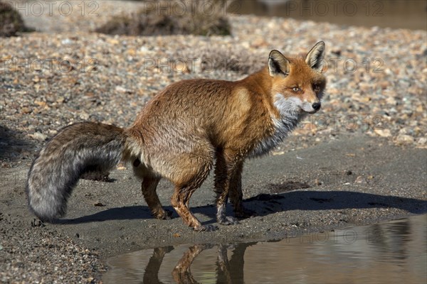 Red fox, red foxes (Vulpes vulpes), Fox, Foxes, Canines, Predators, Mammals, Animals, Red fox defecating on river bank, Gran Paradiso National Park, Italy, Europe