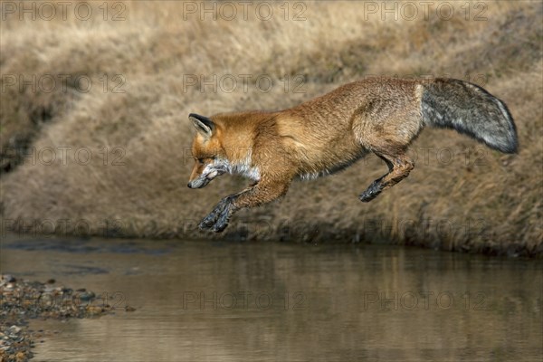 Red fox, red foxes (Vulpes vulpes), Fox, Foxes, Canines, Predators, Mammals, Animals, Red fox jumping over river, Gran Paradiso National Park, Italy, Europe