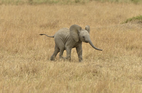 African Bush Elephant (Loxodonta africana), calf, Massai Mara, Rift Valley Province, Kenya, Africa