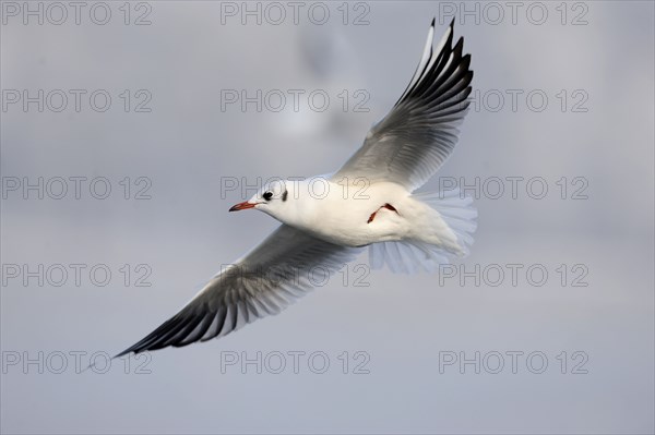 Black headed gull in winter plumage, plain plumage, Black-headed Black-headed Gull (Larus ridibundus), releasable, Germany, Europe