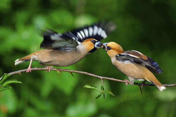 Hawfinches (Coccothraustes coccothraustes), Lower Saxony, Germany, finches, Europe