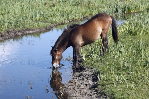 Exmoor pony, mare, lateral