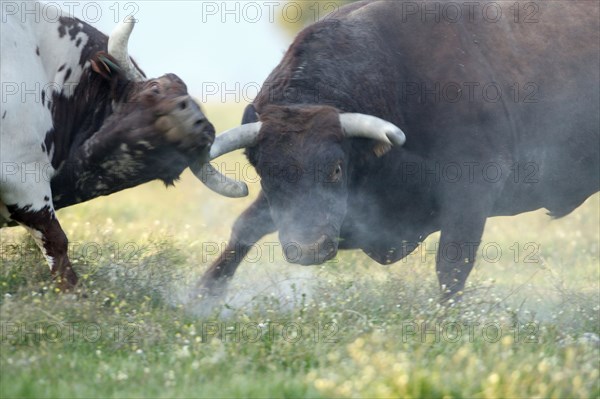 Domestic cattle, bulls Alentejo, Portugal, Europe