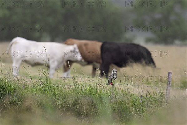 Short-eared owl (Asio flammeus) (Asio accipitrinus) perched on fence post along field with cows