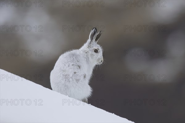 Mountain hare (Lepus timidus), Alpine hare, snow hare in white winter pelage in the Scottish Highlands, Scotland, UK