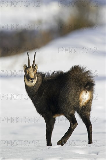 Chamois (Rupicapra rupicapra) showing white rump in the snow in winter, Gran Paradiso National Park, Italian Alps, Italy, Europe