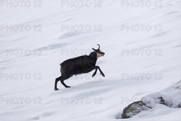 Chamois (Rupicapra rupicapra) male running through the snow and calling in winter in the European Alps