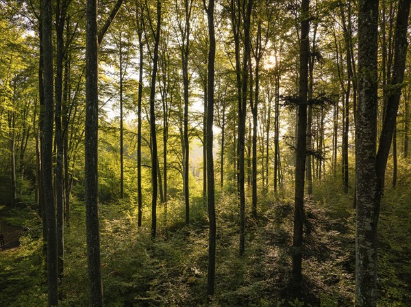 Still life of a forest with golden light shining through tall trees, Calw, Black Forest, Germany, Europe