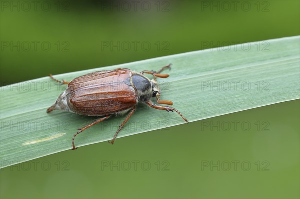 Wood cockchafer (Melolontha hippocastani), male, walking on a leaf of a broad-leaved bulrush (Typha latifolia), Wilnsdorf, North Rhine-Westphalia, Germany, Europe