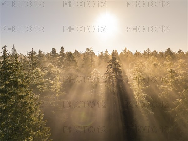 Golden morning light shines through dense treetops in the forest, Calw, Black Forest, Germany, Europe