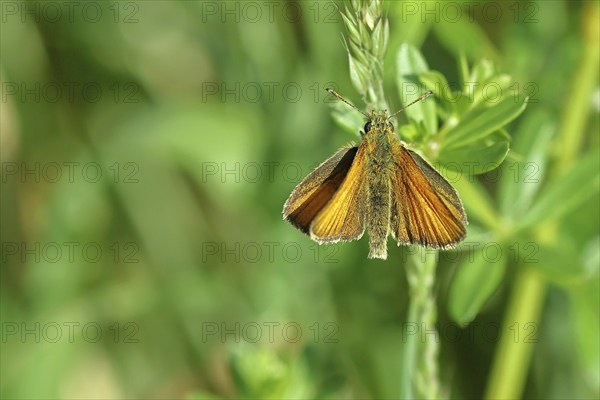 Large skipper (Ochlodes sylvanus, Augiades sylvanus), with open wings on a blade of grass in a meadow, close-up, macro photograph, Wilnsdorf, North Rhine-Westphalia, Germany, Europe