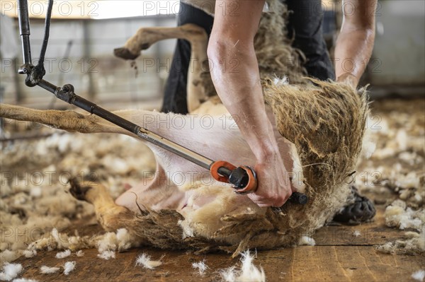 Sheep wool shearing by farmer. Shearing the wool from sheep