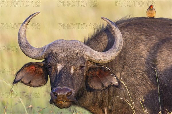 Watchful African buffalo with a yellow-billed oxpecker on the back