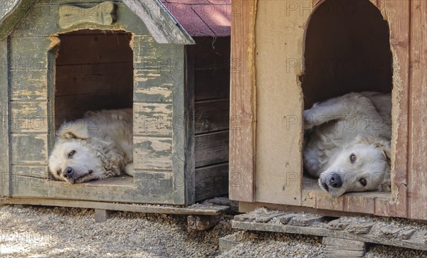 A pair of Kuvasz dogs have some rest in their kennels during the heat of the day, Szentendre, Hungary, Europe