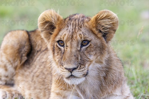 Curious lion cub lying and resting in the savannah