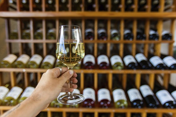 Hand holding a glass of white wine selective focus view, tasting room wines bottles display on wooden racks shelves background, wine shop interior