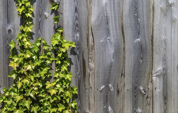 The photo shows a wooden fence overgrown with ivy in the sun