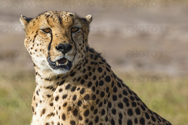 Cheetah sitting and looking in the grassland