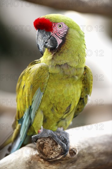 Sodate macaw (Ara militaris), tree, South America