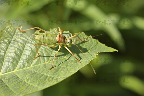 Steppe saddle grasshopper, steppe saddle grasshopper (Ephippiger ephippiger), long-fingered grasshopper, on the German Red List, specially protected species, critically endangered, male on a leaf in a vineyard, Cochem, Moselle, Rhineland-Palatinate, Germany, Europe