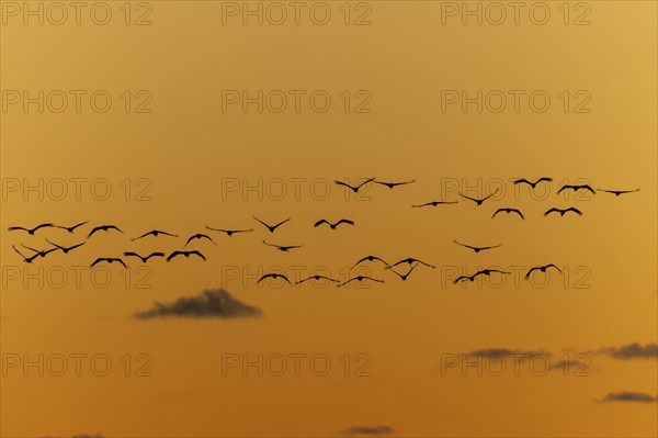 Birds hovering over an orange-coloured sky in harmonious formation, Crane (Grus grus) wildlife, Western Pomerania Lagoon National Park, Zingst, Mecklenburg-Western Pomerania, Germany, Europe