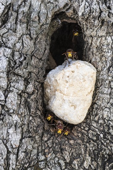 Hornets (Vespa crabro) at their den in the olive tree, Sicily, Italy, Europe