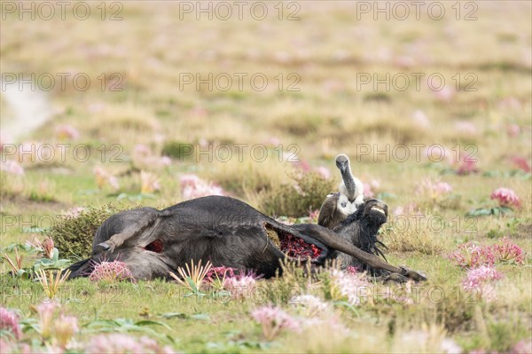 A vulture sits with a dead Wildebeest between beautiful blooming flowers. The bird is looking at the head of the dead body. Zambia