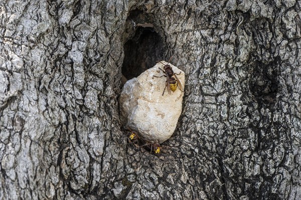 Hornets (Vespa crabro) at their den in the olive tree, Sicily, Italy, Europe