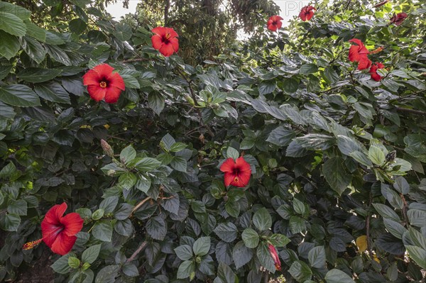 Hibiscus (Hibiscus rosa-sinensis), Sicily, Italy, Europe