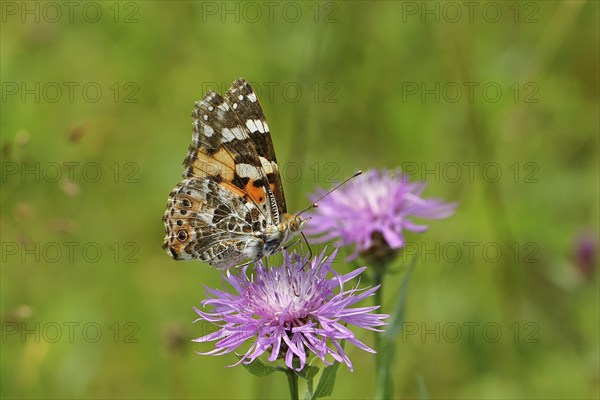 Thistle butterfly (Vanessa cardui, Cynthia cardui) on flower of the meadow knapweed (Centaurea jacea), underside of wing, Wilnsdorf, North Rhine-Westphalia, Germany, Europe