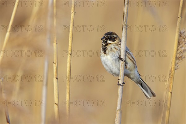 Reed bunting, reed sparrow, sparrow family, (Emberiza schoeniclus), perching station, Hockenheim, Baden-Württemberg, Federal Republic of Germany