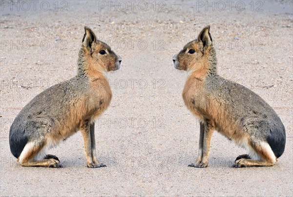 Pampas hare, (Dolichotis patagonum), Mara, subfamily of guinea pigs, rodents, montage, Argentina, South America, South America