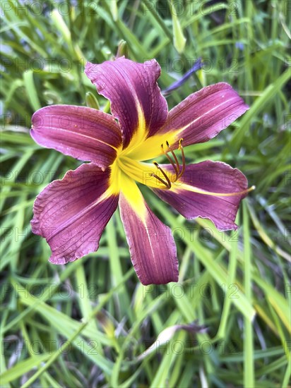 Blooming Orange day-lily, (Hemerocallis fulva), plant, flower, flowers, lily, lilies, Hamburg, Hamburg, Federal Republic of Germany