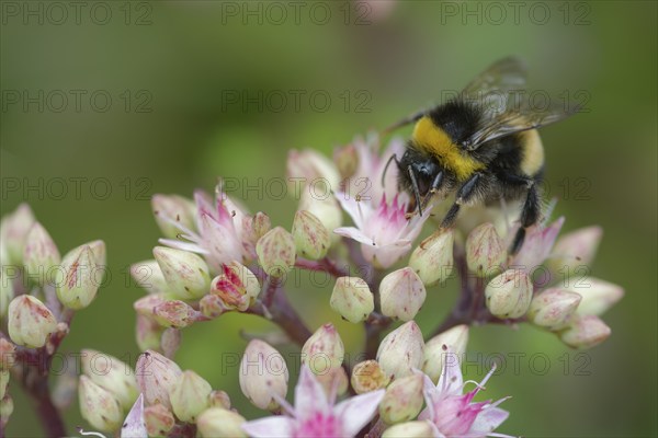 Bumblebee on stonecrop, Schwäbisch Hall, Hohenlohe, Heilbronn-Franken, Baden-Württemberg, Germany, Europe