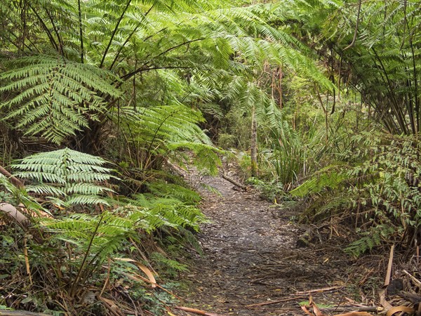 The Telegraph Saddle to Sealers Cove track is very popular among day walkers and overnight campers alike, Wilsons Promontory, Victoria, Australia, Oceania