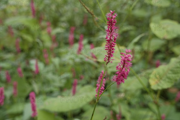 Candle knotweed (Bistorta amplexicaulis), park, city park, Schwäbisch Hall. Hohenlohe, Heilbronn-Franken, Baden-Württemberg, Germany, Europe