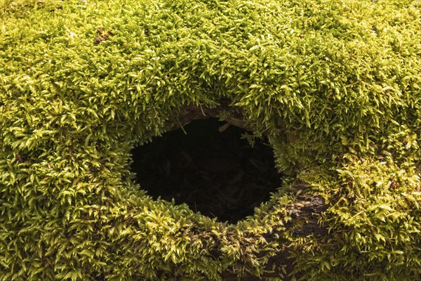 Green moss on a fallen tree with a hole