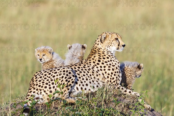 Cheetah lying and posing with her young cubs