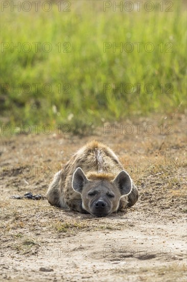 Tired Hyena lying and sleep on the ground