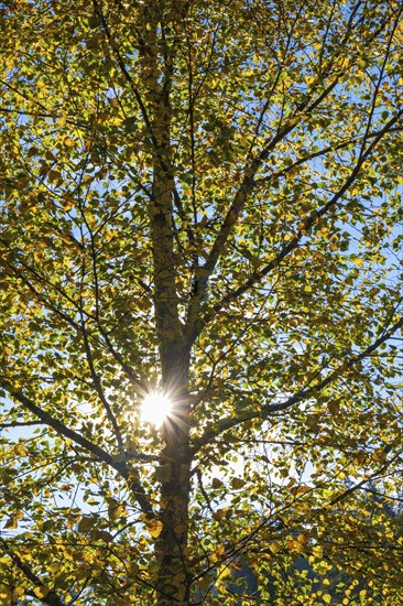 Sun shining through tree branches in autumn