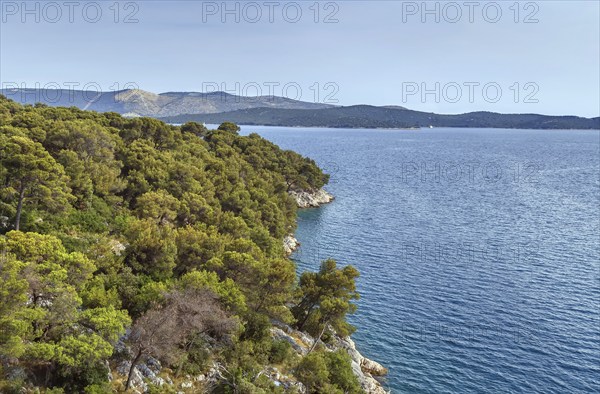 Pine forest on the Adriatic coast near Sibenik, Croatia, Europe