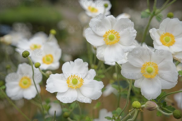 Blooming autumn anemone, city park, park, Kocher valley, Kocher, Schwäbisch Hall, Hohenlohe, Heilbronn-Franken, Baden-Württemberg, Germany, Europe