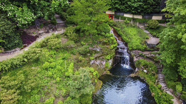 Awe waterfall in Japanese garden in Kaiserslautern and red maple trees, Late May in Rhineland Palatinate: red Japanese bridge Japanese bridge and waterfall. Red and other KOI carps swimming in the water