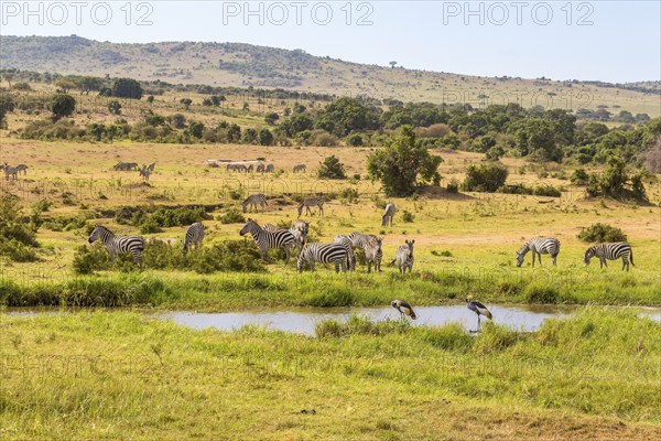 Waterhole on the savannah with Zebras and cranes