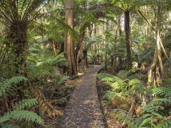 The Telegraph Saddle to Sealers Cove track is very popular among day walkers and overnight campers alike, Wilsons Promontory, Victoria, Australia, Oceania