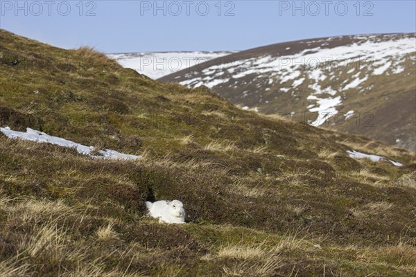 Mountain hare (Lepus timidus), Alpine hare, snow hare in white winter pelage resting in the Cairngorms National Park, Scotland, UK