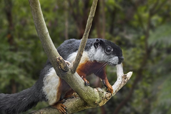 Prevost's squirrel, Asian tri-colored squirrel (Callosciurus prevostii) in tropical rain forest, native to the Thai-Malay Peninsula, Sumatra, Borneo